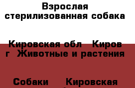 Взрослая стерилизованная собака - Кировская обл., Киров г. Животные и растения » Собаки   . Кировская обл.